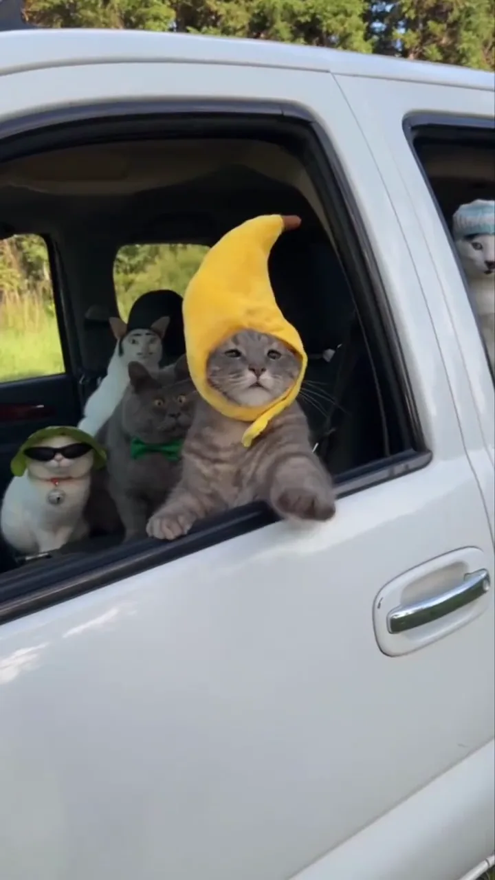 Gato de chapéu de banana com prancheta e a cabine cheia de gatos